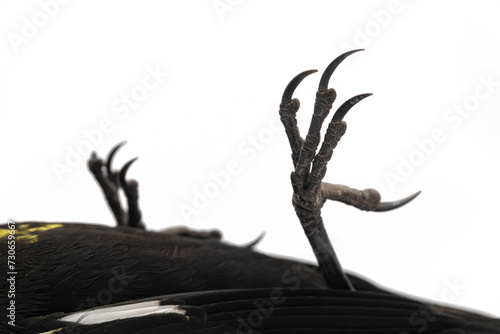 detail of dead bird legs on white background, bird leg concept
