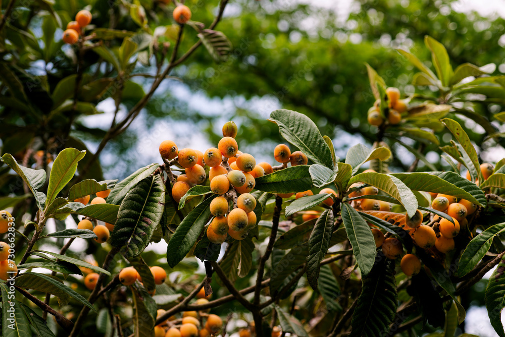 Fototapeta premium ビワ