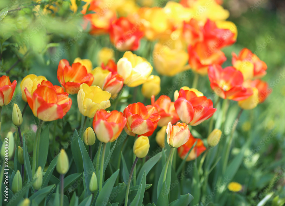 Yellow and Red Tulips