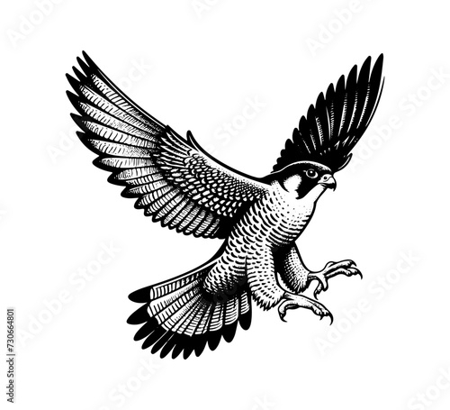 peregrine falcon hand drawn vector illustration graphic photo