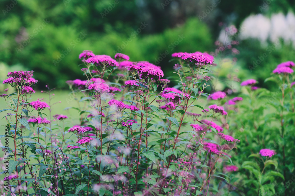 Obraz premium bright spirea japonica blooming in summer garden