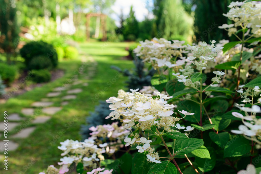 Obraz premium Hydrangea paniculata 