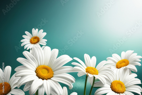 beautiful bouquet of white daisies .