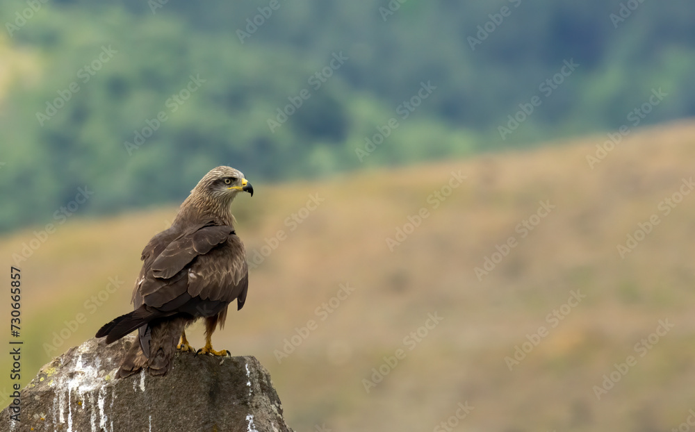 Fototapeta premium Black Kite in natural habitat