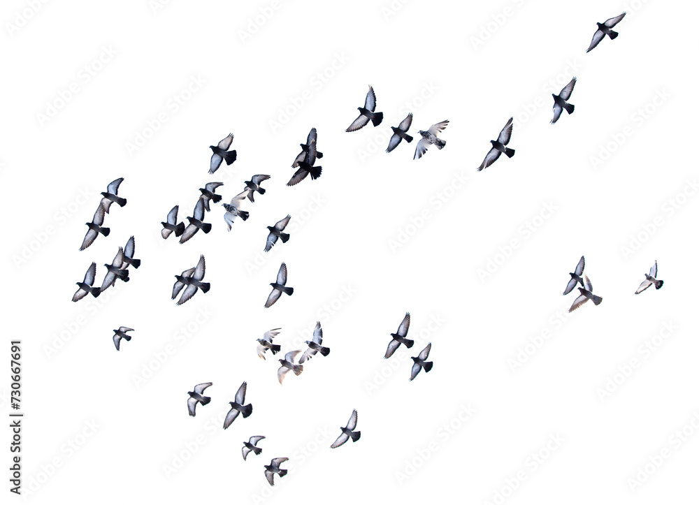 Pigeons in flight isolated on a white background Pigeons in flight isolated on a white background