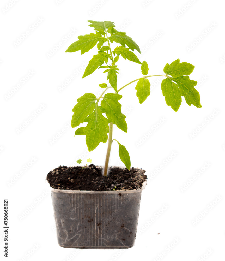 Tomato seedling isolated white background Tomato seedling isolated white background