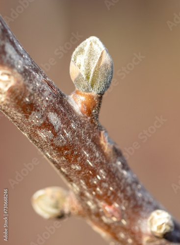 Swollen walnut buds on a branch in spring. Macro