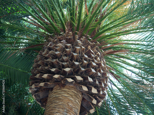 Fototapeta Looking up to the top of big palm tree with smooth trimmed old leaves