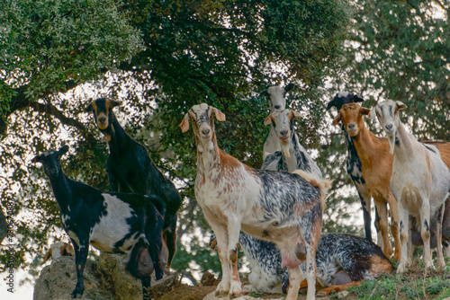 herd of curious goats on the rocks of the bush looking at the camera