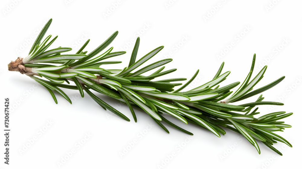 Fototapeta premium Branch of rosemary on white background.