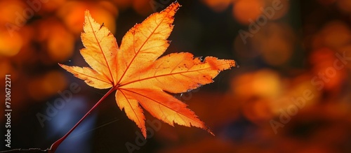 A sunlit maple leaf in orange