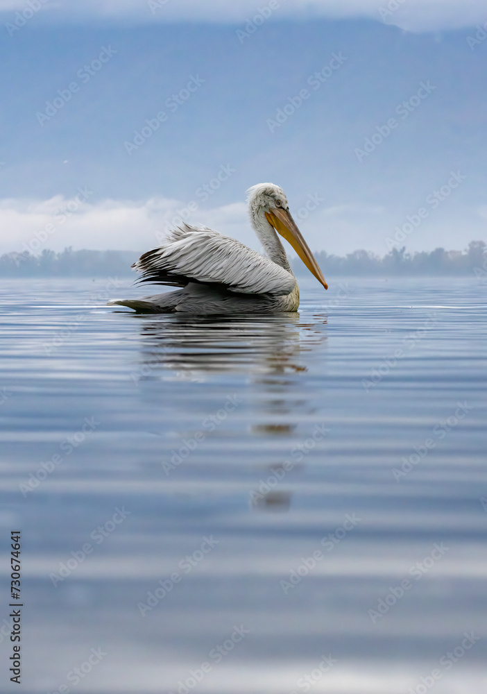 Dalmatian Pelican of Kerkini Lake Dalmatian Pelican of Kerkini Lake