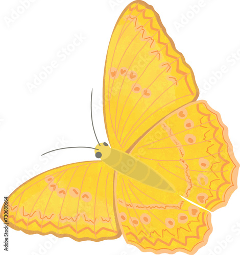 Photography Cartoon yellow butterfly with beautiful pattern