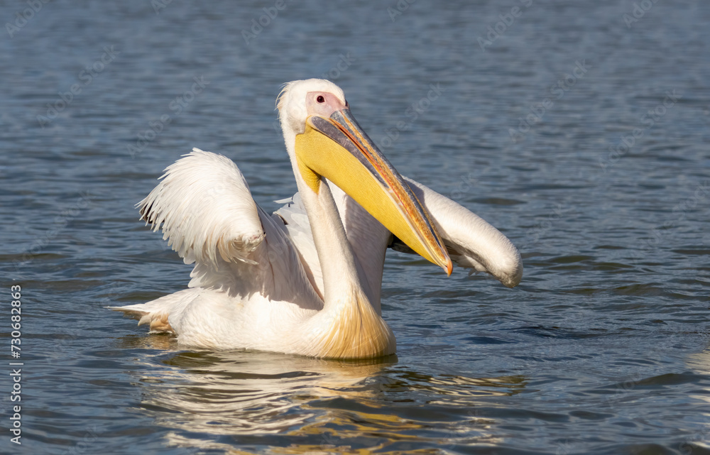 White Pelican in Kerkini Lake, Greece White Pelican in Kerkini Lake, Greece