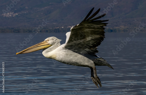 Dalmatian Pelican of Kerkini Lake