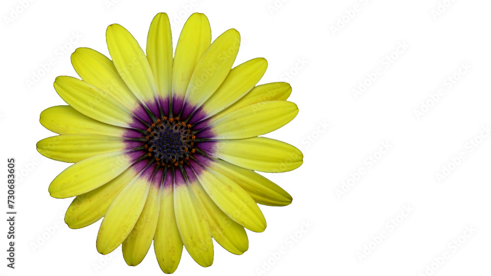 yellow flower isolated on white, osteospermum ecklonis - african daisy