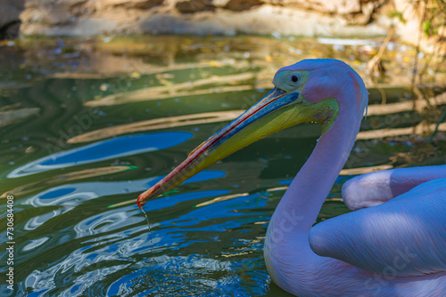 Portrait pelican on the beach photo