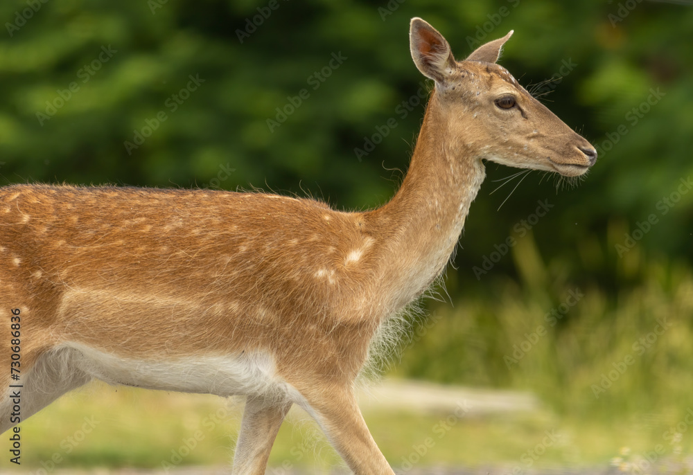 Female European fallow deer (Dama dama) walking Female European fallow deer (Dama dama) walking