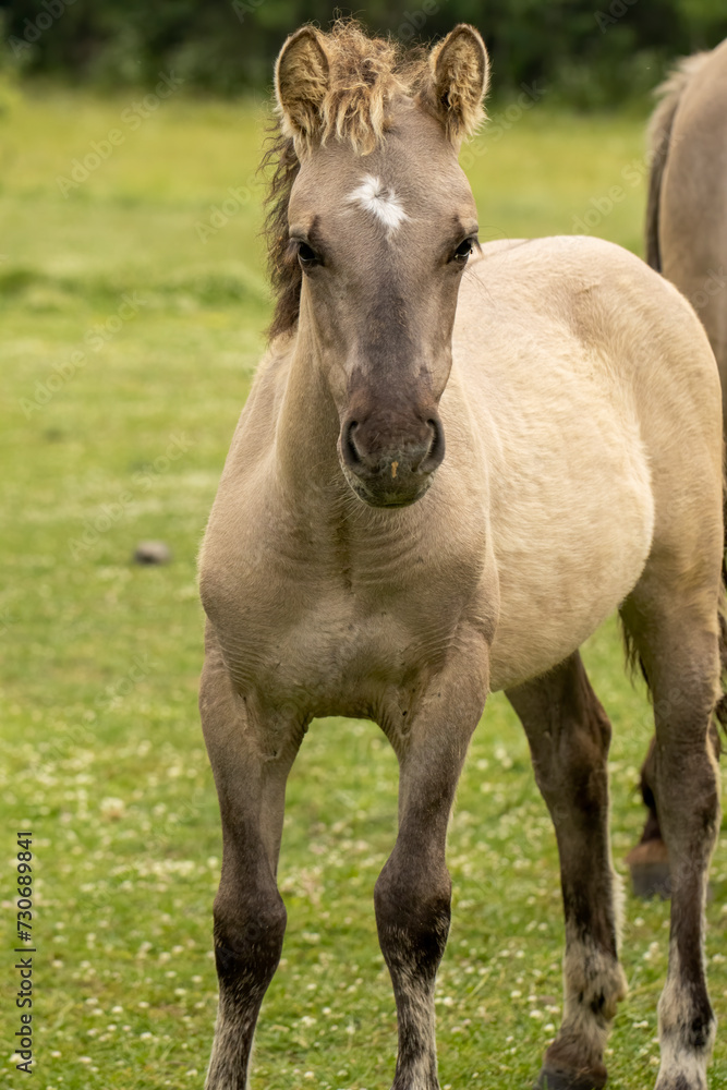 Semi wild horses (Tarpans) reintroduced in Bulgaria Semi wild horses (Tarpans) reintroduced in Bulgaria