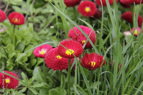 Beautiful flower bellis red in the garden