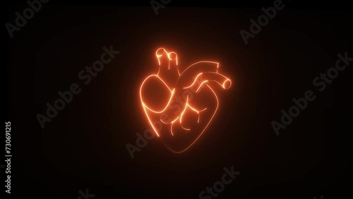 Human heart, a bright neon heart. Blood is ejected from left ventricle and enters into systemic circulation. This part receives deoxygenated blood and ejects oxygenated hlood. photo