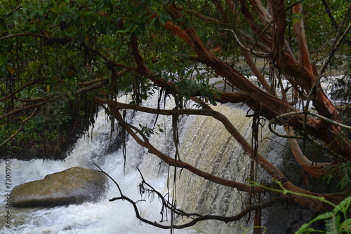 river in the forest