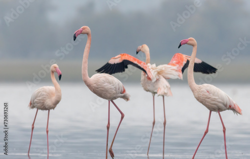 Greater flamingo s flock in national park in Greece