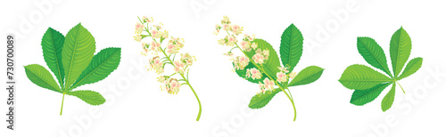 Horse Chestnut or Aesculus Hippocastanum with Green Leaf Vector Set