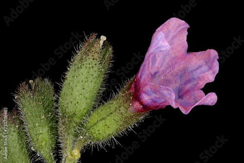 Common Lungwort (Pulmonaria officinalis). Flower Closeup photo