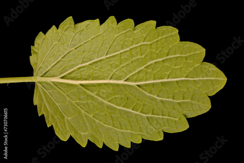 Lemon Balm (Melissa officinalis). Leaf Closeup photo