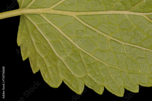 Lemon Balm (Melissa officinalis). Leaf Detail Closeup photo