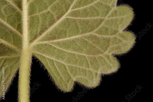 Big Betony (Betonica macrantha). Leaf Detail Closeup photo