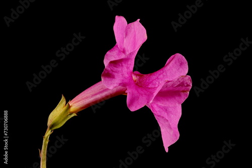 Hardy Gloxinia (Incarvillea delavayi). Flower Closeup photo