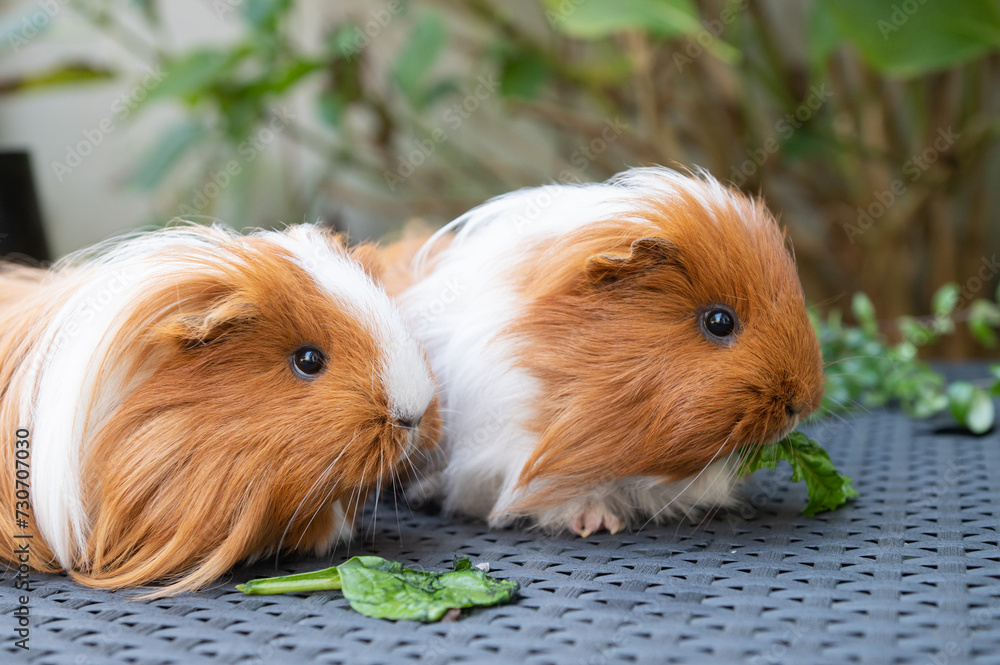 Guinea Pigs Eating Greens on Wicker Table Guinea Pigs Eating Greens on Wicker Table