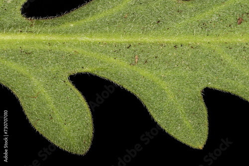 Firewheel (Gaillardia pulchella). Leaf Detail Closeup photo