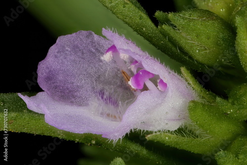 Summer Savory (Satureja hortensis). Flower Closeup photo