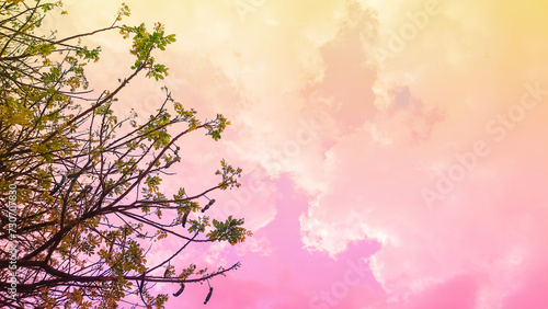 Spring banner, branches gainst background of pink sky and nature outdoors. photo