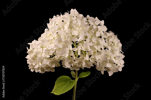 Smooth Hydrangea (Hydrangea arborescens). Inflorescence Closeup