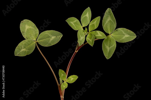 Red Clover (Trifolium pratense). Vegetative Shoot Closeup photo
