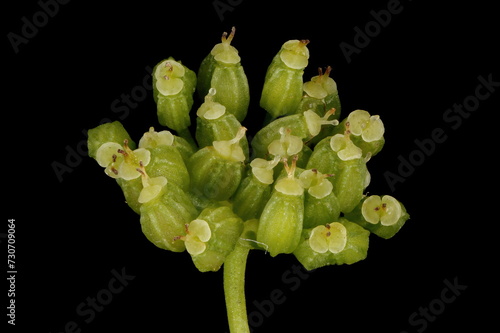 Celery (Apium graveolens). Immature Inructescence Closeup photo