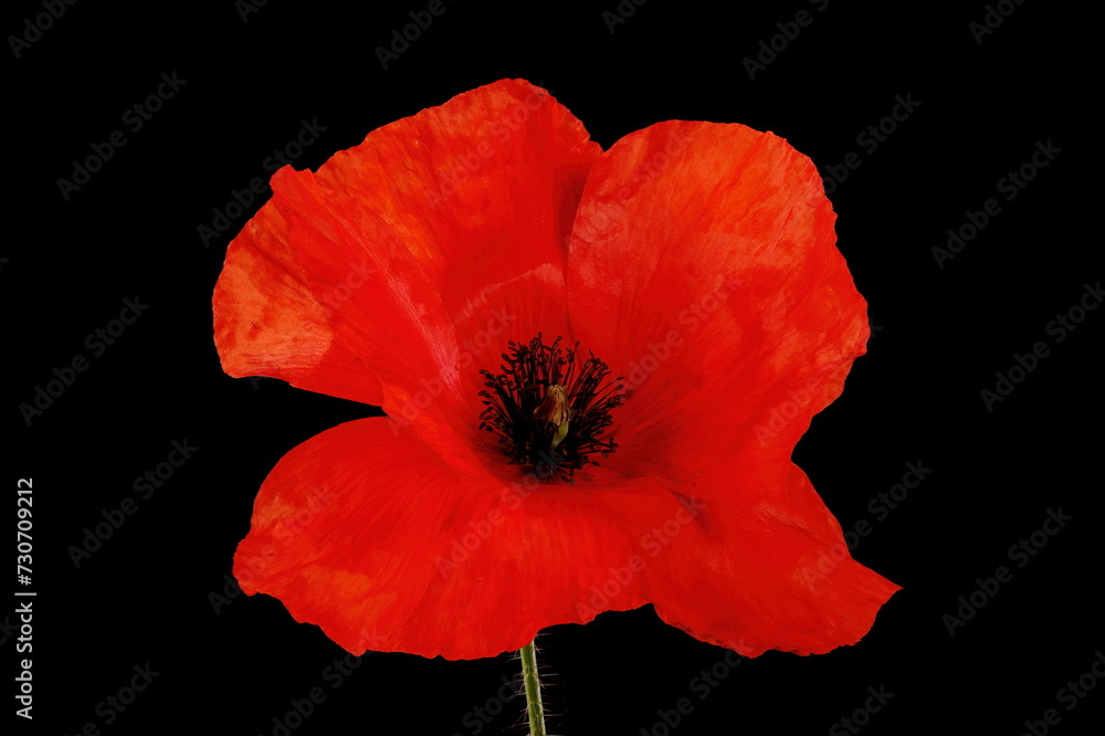 Common Poppy (Papaver rhoeas). Flower Closeup