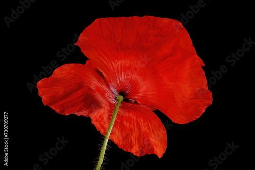 Common Poppy (Papaver rhoeas). Flower Closeup photo