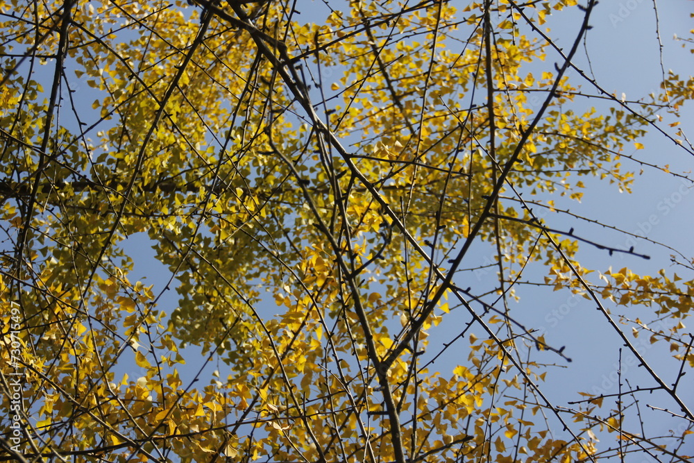 Autumn Tree Leaves and Branches isolated in sky Autumn Tree Leaves and Branches isolated in sky