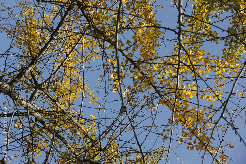 Autumn Tree Leaves and Branches isolated in sky Autumn Tree Leaves and Branches isolated in sky