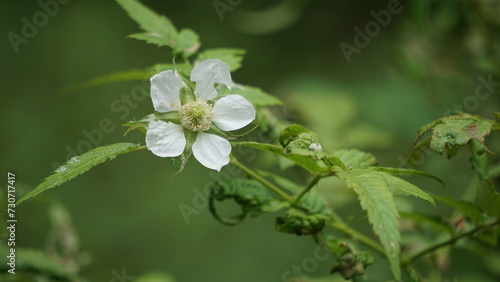 Rubus rosifolius (roseleaf bramble, Mauritius raspberry, thimbleberry, Vanuatu raspberry, lembutung gunung). The fruit is sweet and pleasant flavoured when grown with good soil moisture