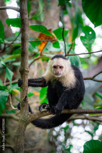 White Faced Monkeys in Costa Rica © mehdi33300
