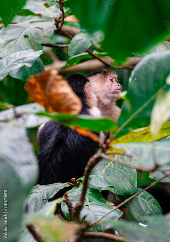 White Faced Monkeys in Costa Rica