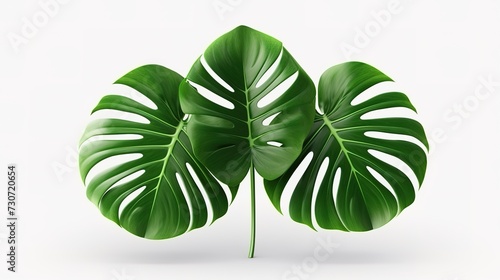 3D digital render of Monstera isolated on white background generative ai