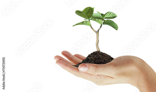 Green plant in a hand
