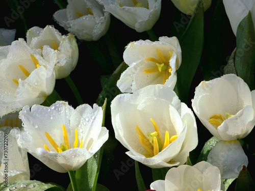 Water drops on white tulip flowers on the colors of tulips field